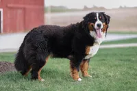 Lexi, a female Bernese Mountain Dog for sale in Wellman, IA – Photo 1 of 4