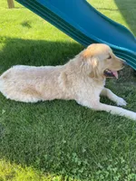 Remy, a female Golden Retriever for sale in Tipp City, OH – 3 of 3