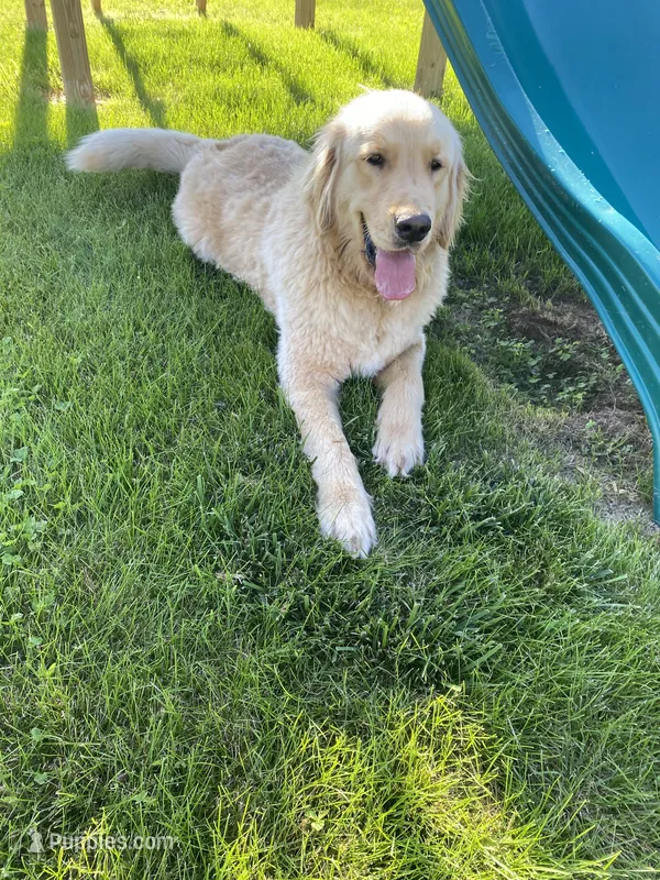 Remi – Golden Retriever puppy for sale in Tipp City, OH