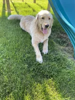 Remi, a female Golden Retriever for sale in Tipp City, OH – 1 of 3