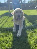 Remi, a female Golden Retriever for sale in Tipp City, OH – 3 of 3