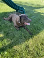 Ruger, a male Labrador Retriever for sale in Tipp City, OH – 2 of 3