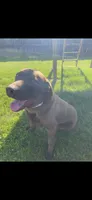 Ruger, a male Labrador Retriever for sale in Tipp City, OH – 3 of 3