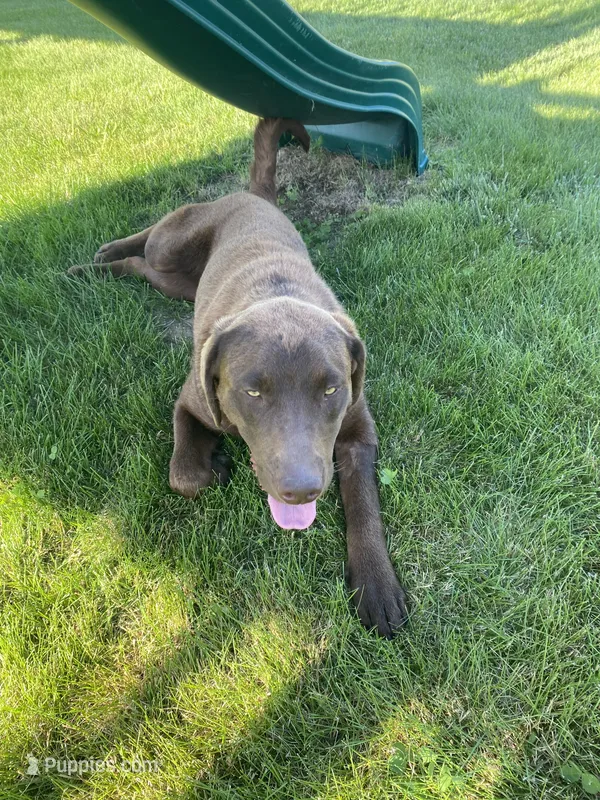 Ruger – Labrador Retriever puppy for sale in Tipp City, OH