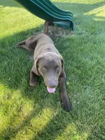 Ruger, a male Labrador Retriever for sale in Tipp City, OH – 1 of 3