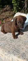 Bren, a male Dachshund for sale in Baxley, GA – 2 of 2