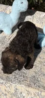 Choco, a male Dachshund for sale in Baxley, GA – 2 of 3