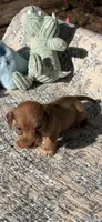 Tippy Toes, a male Miniature Dachshund for sale in Baxley, GA – Photo 3 of 3
