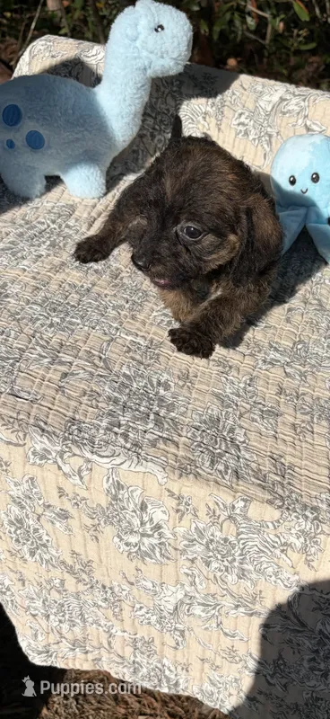 Choco – Dachshund puppy for sale in Baxley, GA