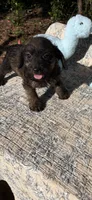 Choco, a male Dachshund for sale in Baxley, GA – 3 of 3