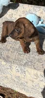 Bren, a male Dachshund for sale in Baxley, GA – 1 of 2