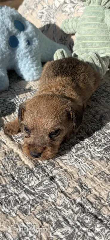 Grumpus – Miniature Dachshund puppy for sale in Baxley, GA