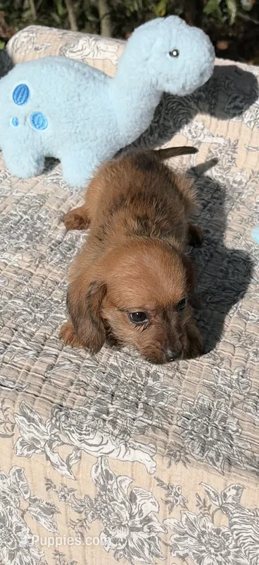 Connor – Dachshund puppy for sale in Baxley, GA