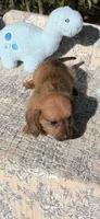 Connor, a male Dachshund for sale in Baxley, GA – 1 of 1