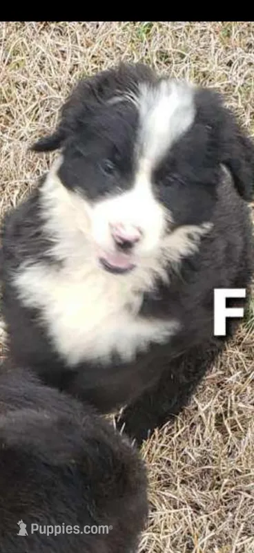 Barbie, a female Bernedoodle for sale in Baxley, GA – Photo 1 of 1