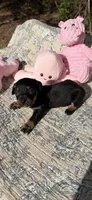Precious, a female Miniature Dachshund for sale in Baxley, GA – Photo 2 of 3