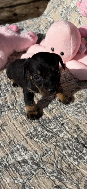Precious – Miniature Dachshund puppy for sale in Baxley, GA