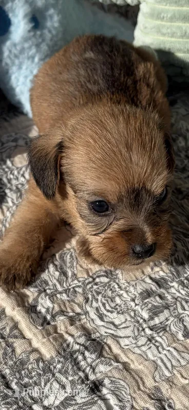 Bandit – Miniature Dachshund puppy for sale in Baxley, GA