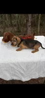 Owen, a male Dachshund for sale in Baxley, GA – Photo 2 of 3