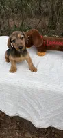 Owen, a male Dachshund for sale in Baxley, GA – Photo 1 of 3