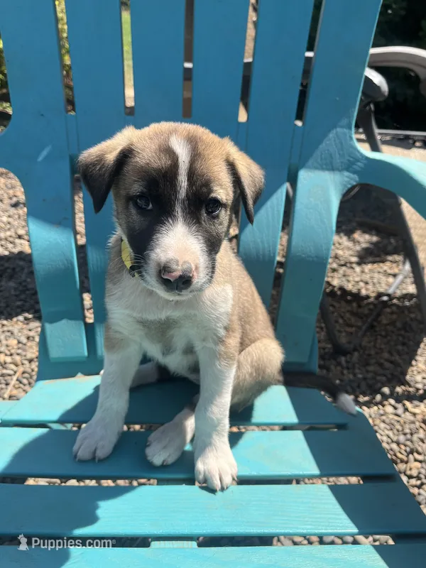 Yellow – Australian Shepherd, Anatolian Shepherd Dog puppy for sale in Lebanon, OR