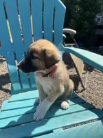Red, a male Australian Shepherd and Anatolian Shepherd Dog for sale in Lebanon, OR – 2 of 2