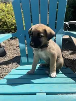 Gray, a male Australian Shepherd and Anatolian Shepherd Dog for sale in Lebanon, OR – 2 of 2