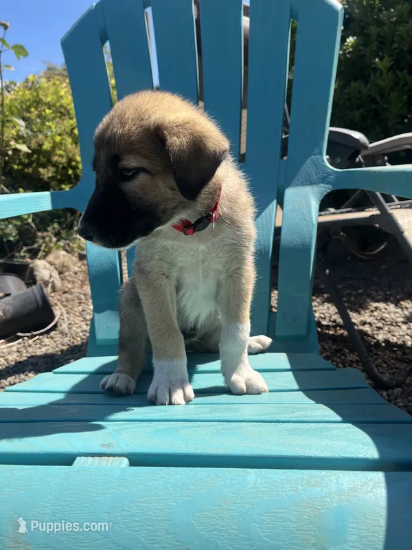 Red – Australian Shepherd, Anatolian Shepherd Dog puppy for sale in Lebanon, OR
