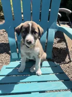 Yellow, a male Australian Shepherd and Anatolian Shepherd Dog for sale in Lebanon, OR – 2 of 2