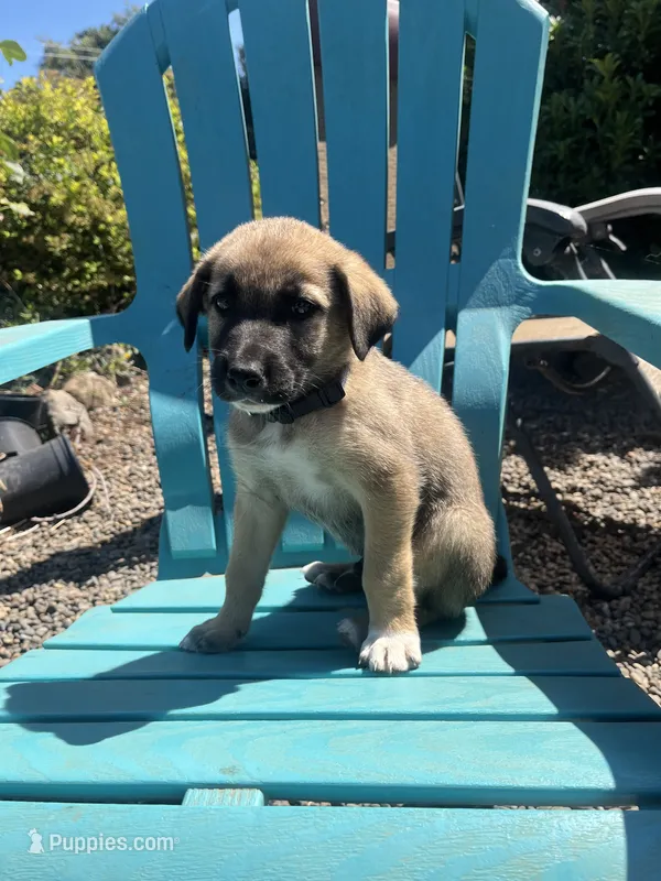 Gray – Australian Shepherd, Anatolian Shepherd Dog puppy for sale in Lebanon, OR