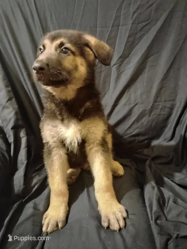 Black and tan – German Shepherd Dog puppy for sale in Spencer, IN