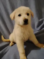 White boy 1, a male German Shepherd Dog for sale in Spencer, IN – 2 of 3