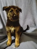 Black and tan, a male German Shepherd Dog for sale in Spencer, IN – 2 of 2