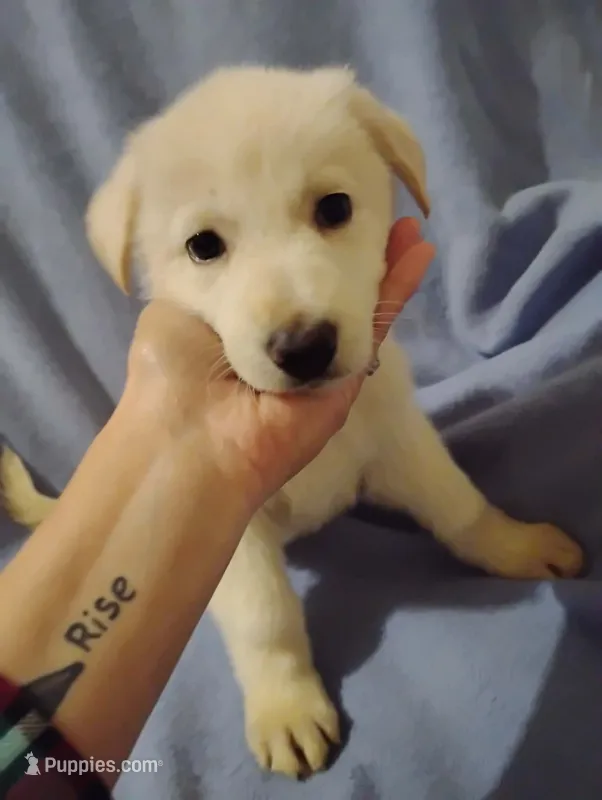 White boy 1 – German Shepherd Dog puppy for sale in Spencer, IN