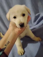 White boy 1, a male German Shepherd Dog for sale in Spencer, IN – 1 of 3