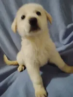 White boy 1, a male German Shepherd Dog for sale in Spencer, IN – 3 of 3