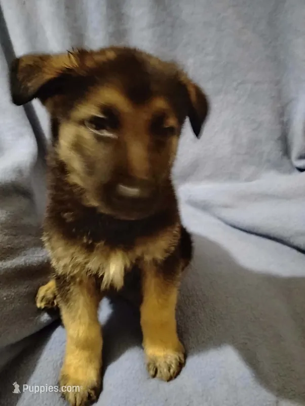 Black and tan – German Shepherd Dog puppy for sale in Spencer, IN