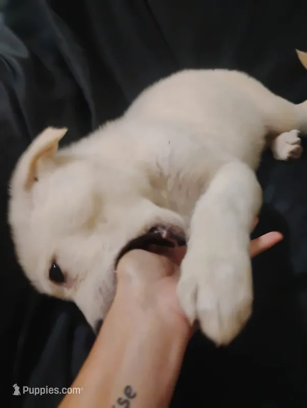 White boy 2 – German Shepherd Dog puppy for sale in Spencer, IN