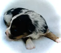 Fabian, a male Miniature Australian Shepherd for sale in Clovis, CA – 4 of 5