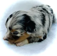 Pearl, a female Miniature Australian Shepherd for sale in Clovis, CA – 3 of 5