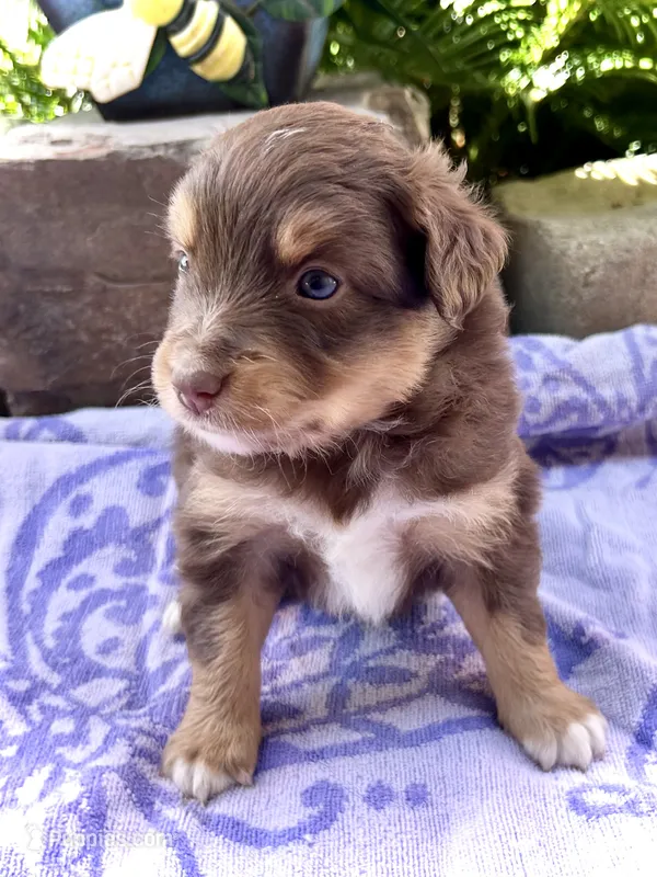 Rosie – Miniature Australian Shepherd puppy for sale in Clovis, CA
