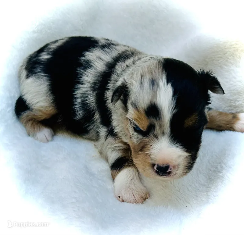 Fabian – Miniature Australian Shepherd puppy for sale in Clovis, CA