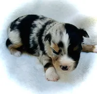 Fabian, a male Miniature Australian Shepherd for sale in Clovis, CA – 1 of 5