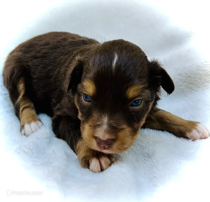 Rosie – Miniature Australian Shepherd puppy for sale in Clovis, CA