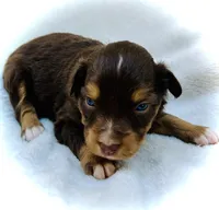 Rosie, a female Miniature Australian Shepherd for sale in Clovis, CA – 1 of 6