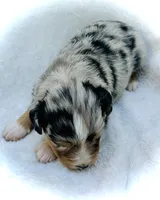 Pearl, a female Miniature Australian Shepherd for sale in Clovis, CA – 4 of 5