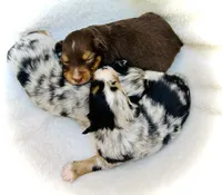 Rosie, a female Miniature Australian Shepherd for sale in Clovis, CA – 5 of 6