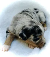 Pearl, a female Miniature Australian Shepherd for sale in Clovis, CA – 5 of 5