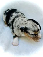 Fabian, a male Miniature Australian Shepherd for sale in Clovis, CA – 3 of 5