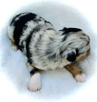 Fabian, a male Miniature Australian Shepherd for sale in Clovis, CA – 5 of 5